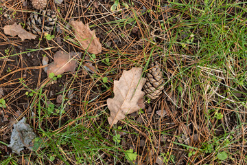 Dry needles brown leaves cones green moss on autumn forest floor in Bulgaria, Eastern Europe