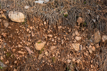 Laterite soil orange clay rocks dry grass pine needles in autumn forest in Bulgaria