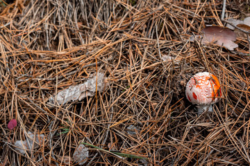 Wild mushroom orange on forest floor hiding under pine needles dry leaves autumn scene in Bulgaria rural area