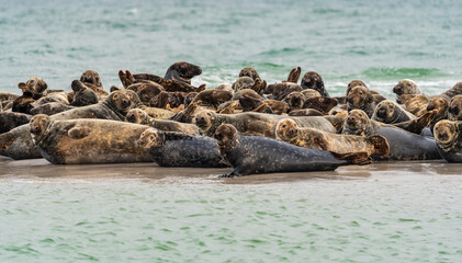 Harbour seals (Phoca vitulina) resting on sandbank on the Swedish west coast.