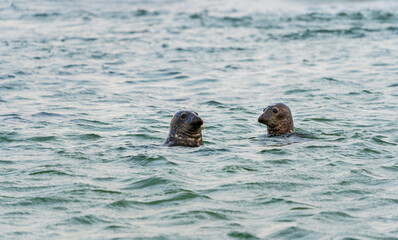 Obraz premium Seals in sea on the Swedish west coast.