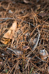 Small mushroom in sharp focus on forest floor covered with fallen autumn leaves and sticks in Bulgaria, Europe