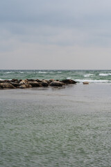 Harbour seals (Phoca vitulina) resting on sandbank on the Swedish west coast.