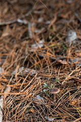 Small mushroom in sharp focus on forest floor covered with fallen autumn leaves and sticks in Bulgaria, Europe