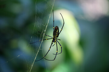 spider on the web