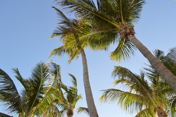 Fototapeta premium A cloudless winter day in Florida. 