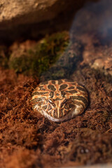 Big fat exotic frog bright colors in natural green moist biome enclosure warm climate natural scenery background