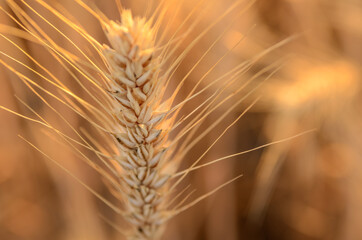 Detail of wheat field in golden light at sunset