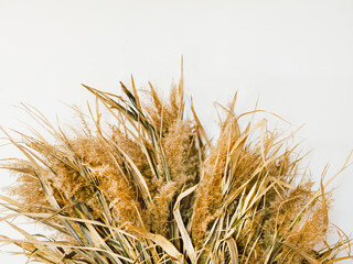 Dry plants Close up photo for posters and banners Dried field flowers with leaves on white background