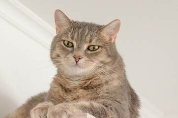 portrait of a cat laying on cupboard