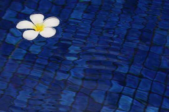 frangipani flower in water