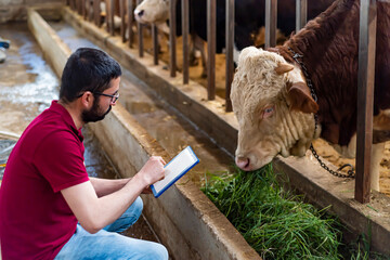 Portrait of young farmer standing in cow farm and using tablet. Working at cattle farm. Organic...