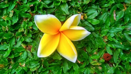 Obraz premium yellow frangipani flower