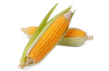 Fresh corn (Zea mays), on a white background