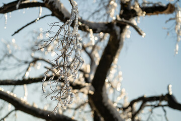 Natural background with ice crystals on plants after an icy rain.