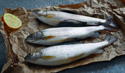 Freshly caught grayling with lemon slices is on parchment paper on the table. Freshwater fish. Preparation for cooking. Top view