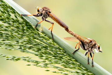 Exotic Insect Predator Called Robber Fly or Asilidae, in colorful background. 
Robber fly does not...