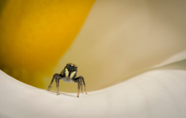 Araña en un Tulipán 