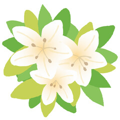 Illustration of a white azalea. Vector illustration on a white background.