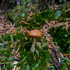 Mossy Mushroom
