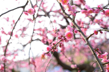 梅の花