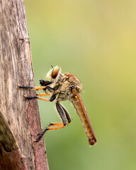 Exotic Insect Predator Called Robber Fly or Asilidae, in colorful background. 
Robber fly does not...