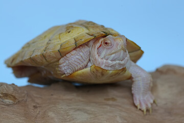 An albino red ear slider (Trachemys scripta elegans) tortoise is basking on dry logs. Selective...