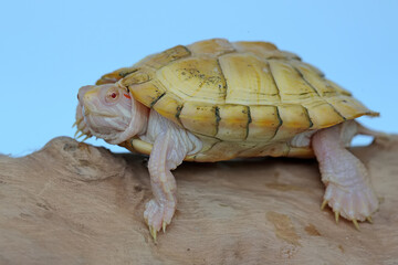 An albino red ear slider (Trachemys scripta elegans) tortoise is basking on dry logs. Selective...