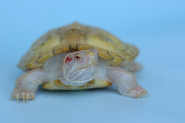 An albino red ear slider (Trachemys scripta elegans) tortoise is basking on dry logs. Selective...