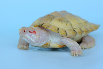 An albino red ear slider (Trachemys scripta elegans) tortoise is basking on dry logs. Selective focus on white background.