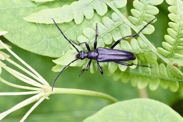 クロハナカミキリ（北海道・層雲峡）
