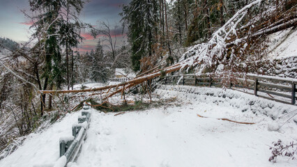 Trees broke under the weight of wet snow and blocked the road in winter time. Danger of sudden...