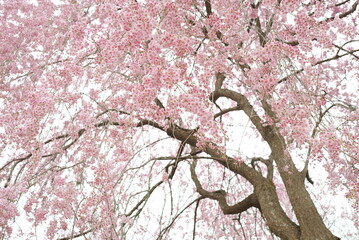 Sakura at Honkyuji Temple in Fukushima Prefecture