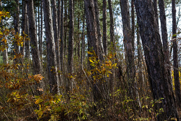 Natural looking autumn forest high symmetrical tree trunks path road in Bulgaria, Eastern Europe