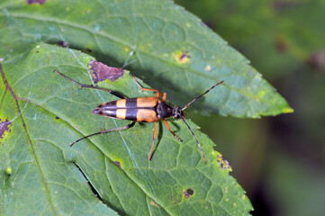 フタスジハナカミキリ（北海道・鹿追町）
