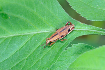 ヨツメオサゾウムシ（沖縄県・石垣島）
