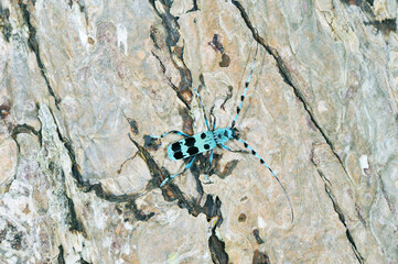 ルリボシカミキリ（北海道・知床）
