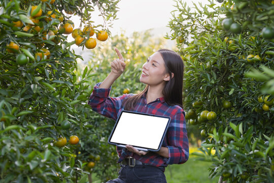 Customer can buy orange or booking through channel application and pay using QR code scanning system payment.Technology and futuristic business. E wallet and digital cashless concept. - Powered by Adobe