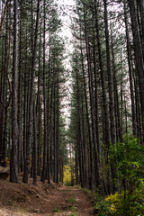 Natural looking autumn forest high symmetrical tree trunks path road in Bulgaria, Eastern Europe
