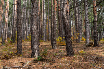 Natural looking autumn forest high symmetrical tree trunks path road in Bulgaria, Eastern Europe