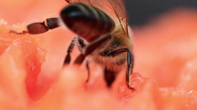 Close up de abelha comendo