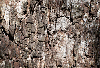 Wood grain background image in white and brown tones.