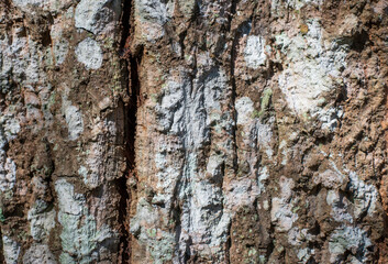 Wood grain background image in white and brown tones.