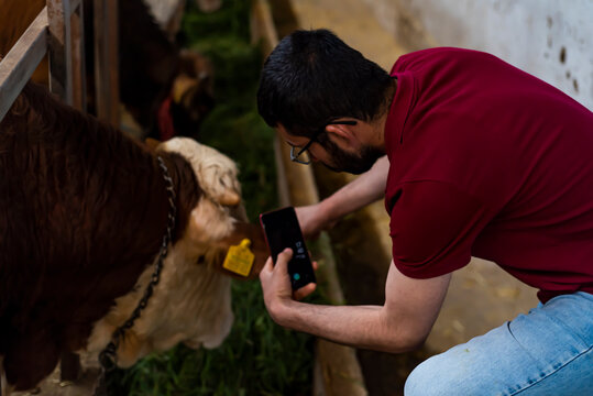 Smart Agritech livestock farming. Young farmer using a smart phone and statistics wireless on a smart phone app in a modern barn. Reading a dairy cows data ear tag