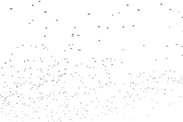 Flock of birds migrating isolated on a white background autumn sky view in Plovdiv, Bulgaria