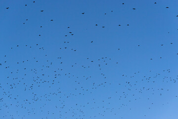 Flock of birds against a blue sky vibrant clear gradient sunny day in Plovdiv, Bulgaria
