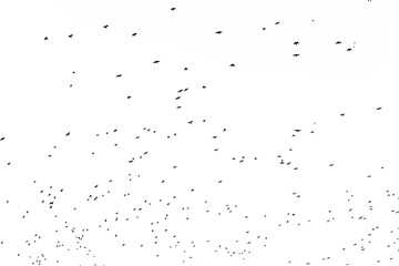 Flock of birds migrating isolated on a white background autumn sky view in Plovdiv, Bulgaria
