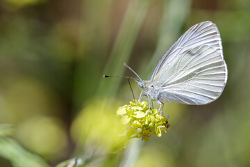 Cabbage White feeding on mustard flower. Alameda County, California, USA.