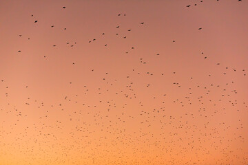 Migrating birds on stunning warm sunset background with vibrant orange red yellow colors and scenery