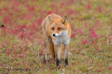 鋭い目つきで周囲を警戒するキタキツネ＠北海道